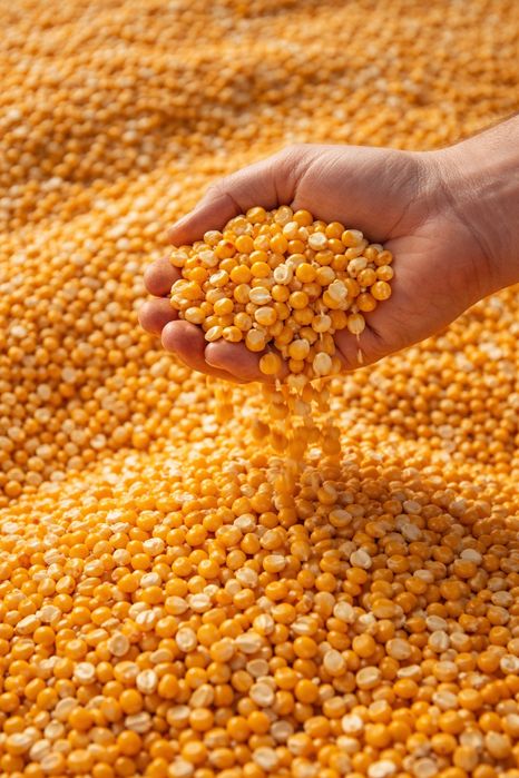 Porumb boabe de vânzare