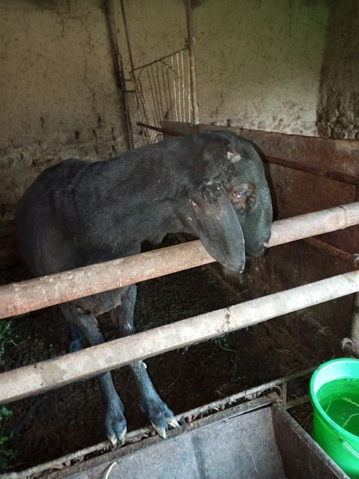 Баран может хорошей цене