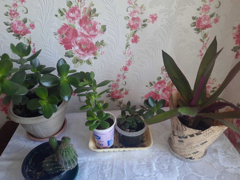 Продаю комнатные цветы