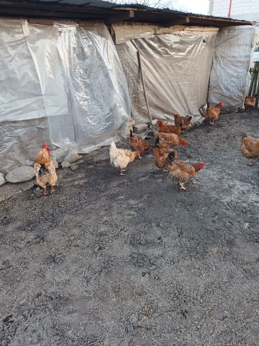 Gaini de tara foarte bune