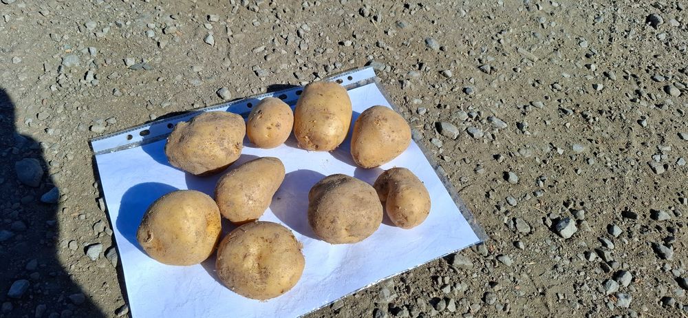 Картофи за консумация и семе