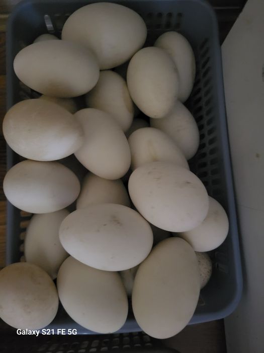 Срочно продам утиное и гусиное инкубационное яйцо