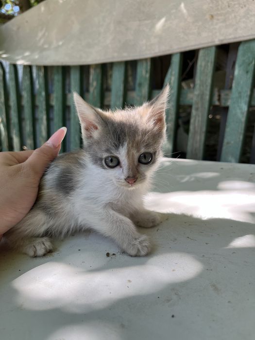 Отдам котят в добрые руки