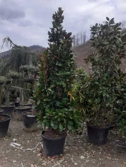 Plante Decorative de Exterior – Verzi tot Timpul Anului