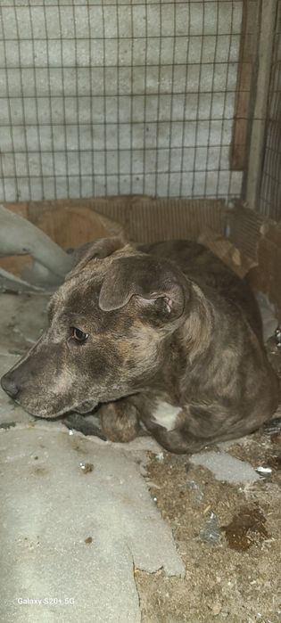 3 oylik toza Pidbul sroshni sotladi viloyatgayam dastafka qivoraman