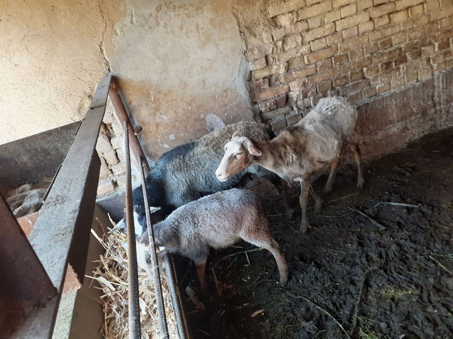 Раманов куйлари сотилади