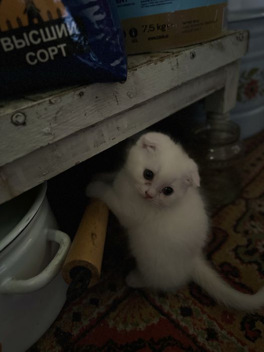 Чиройли ва аккилий мушукчалар