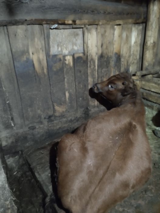 Продам тёлку тёлка