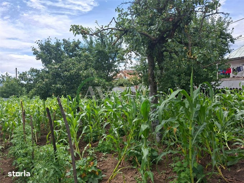 Teren intravilan 1000mp, zona Magura Sohodol
