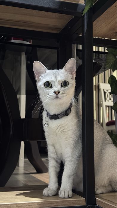 Malvina isimli mushuk sizlarni kutmoqda