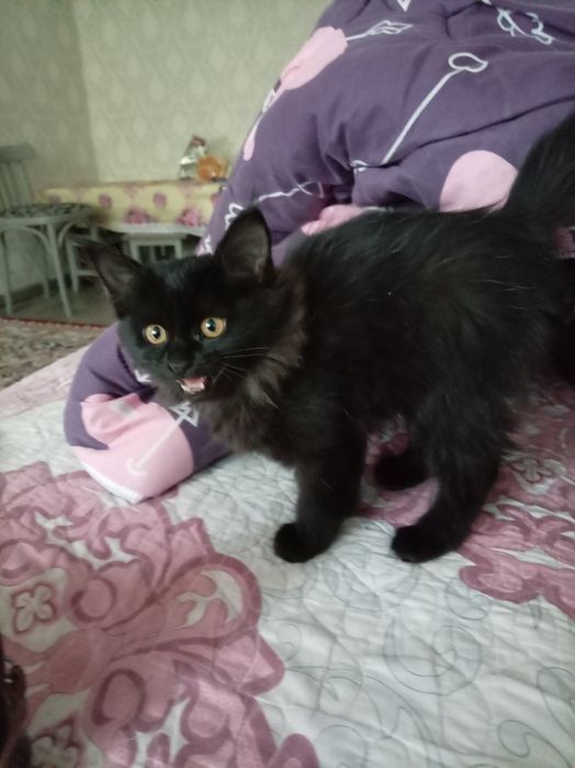 Отдам даром Котёнка в хорошие руки