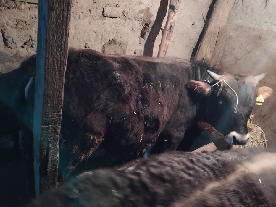 Продам бычка 1.2 года