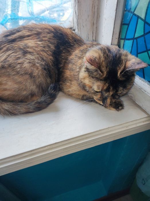 Котенок кошечка  около 5месяцев