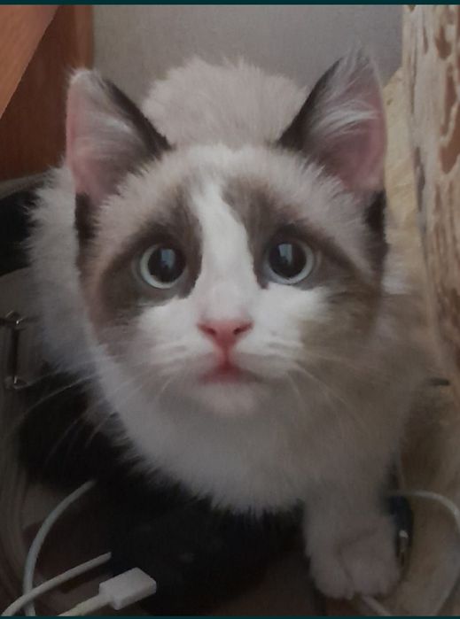 Потерялся котёнок