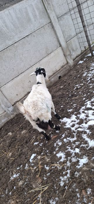 Vând capră de lapte