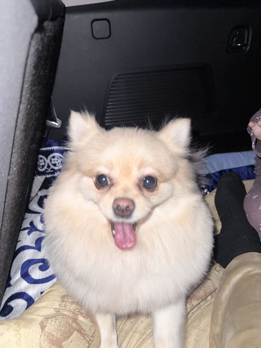 Продаю собаку Шпиц