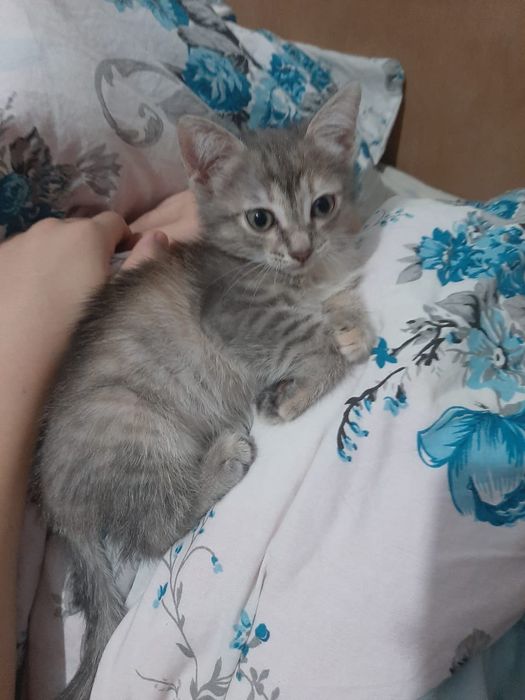 Котята бесплатно