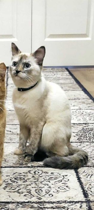Пропала кошка. Помогите найти!
