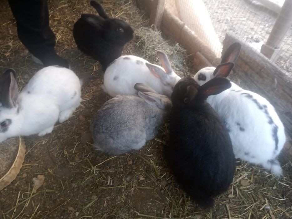 Кролики домашние