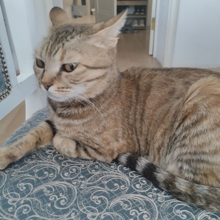 Взрослая кощка-мышеловка