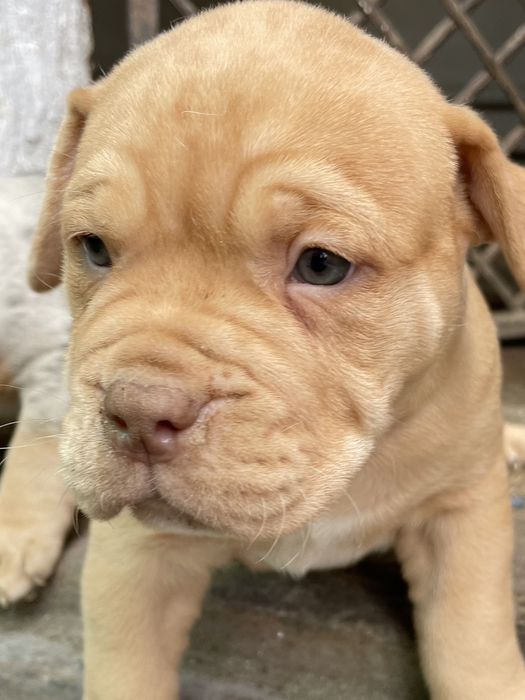 Американский булли