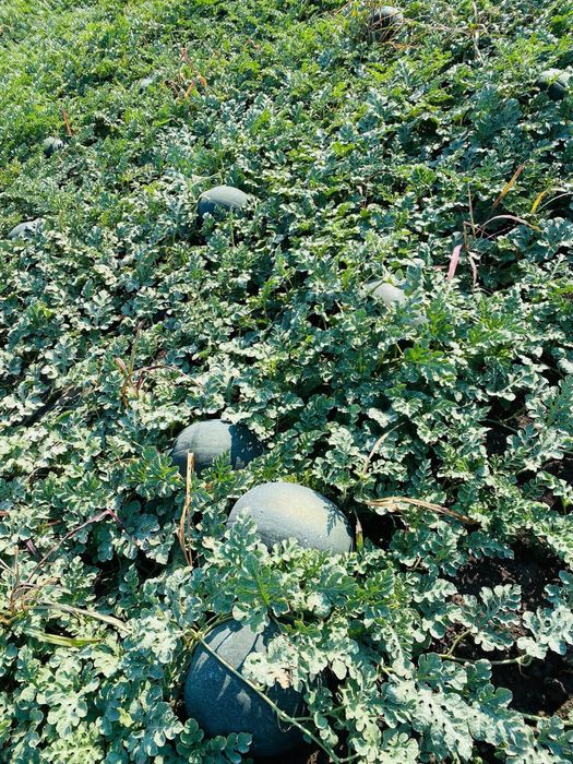 Vand pepeni verzi mirsini, karistan, baroneasa, pata neagra