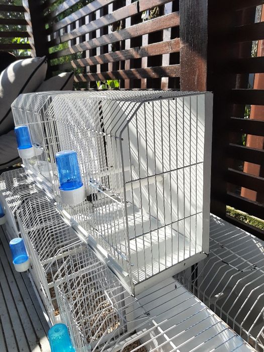 Colivii canari , indigene