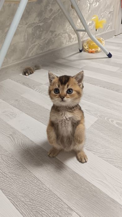 Чистокровные малыши от правильной вязки