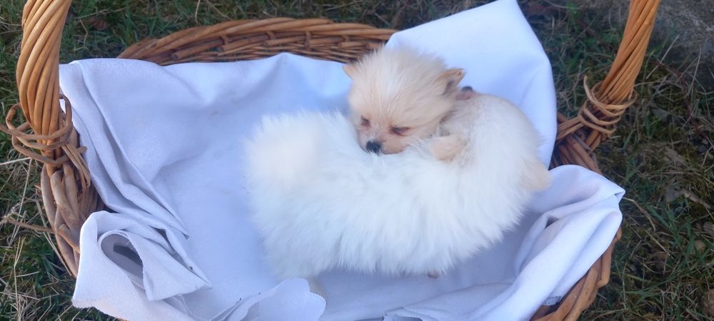 Продавам Померан