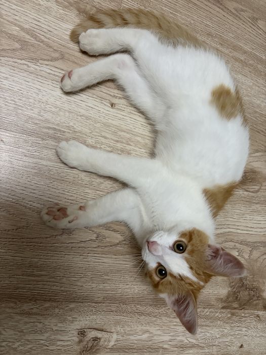 Кот,4 месяца,нуждается в доме