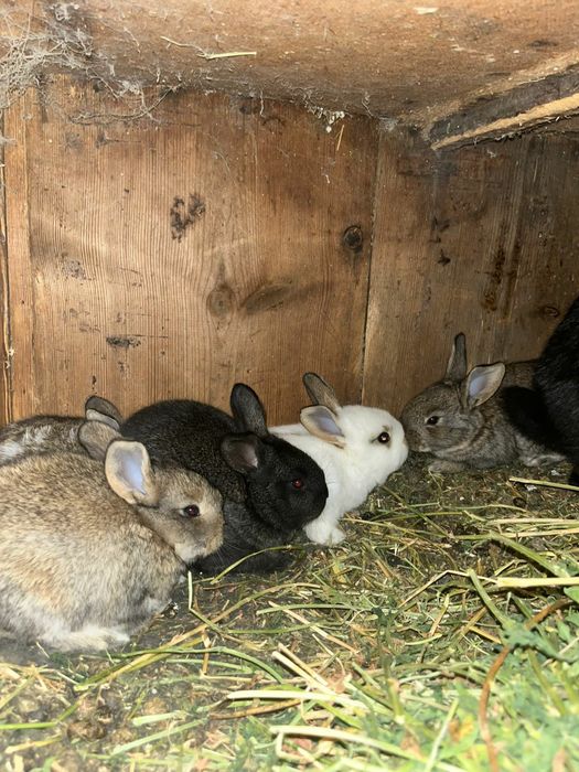 Прадам кральчат месячных