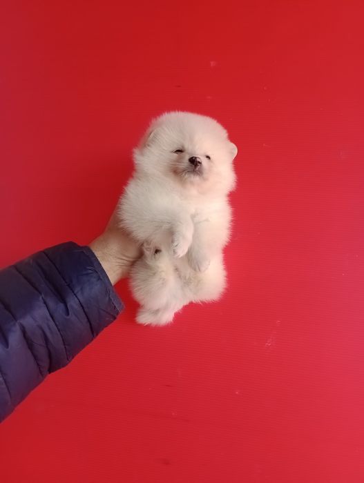 Померани. Момченца и момиченца. Померан. Реални снимки!