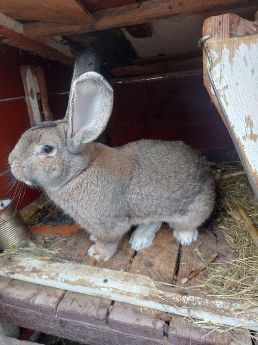 Iepuri urias german.