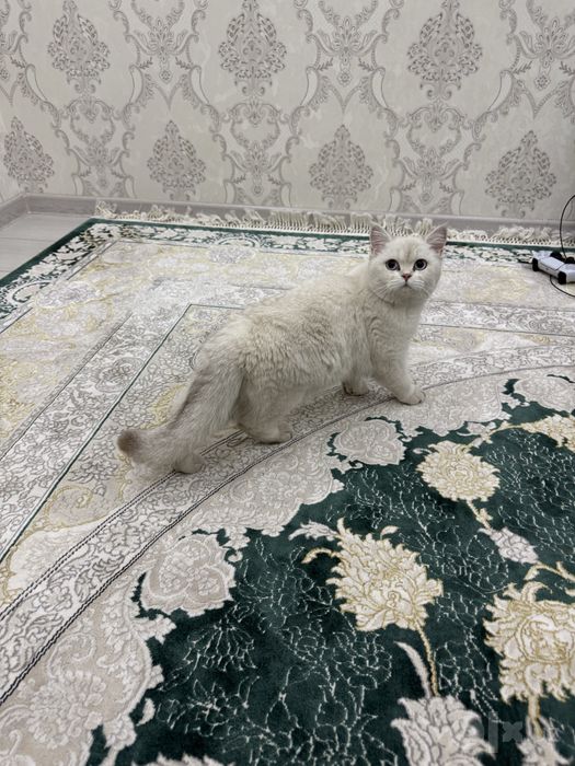 Серебристая шиншила