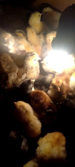 Продам цыплят домашних