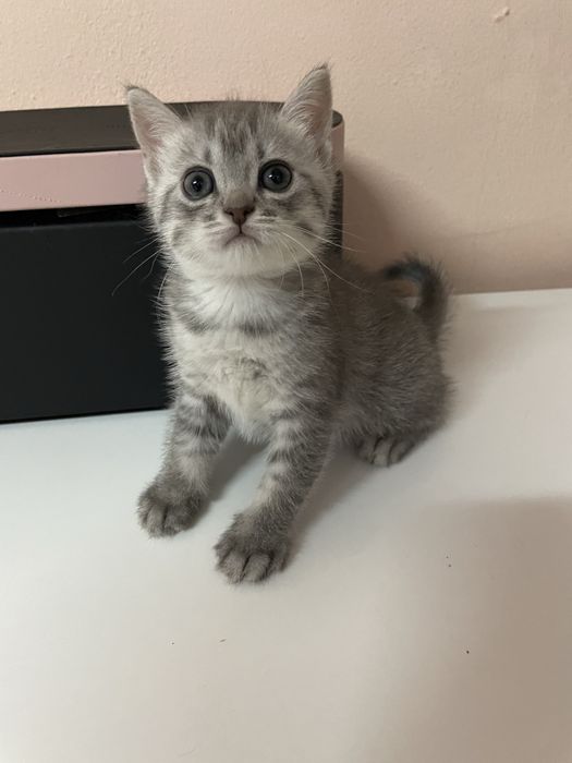 Очаровательные милые котята