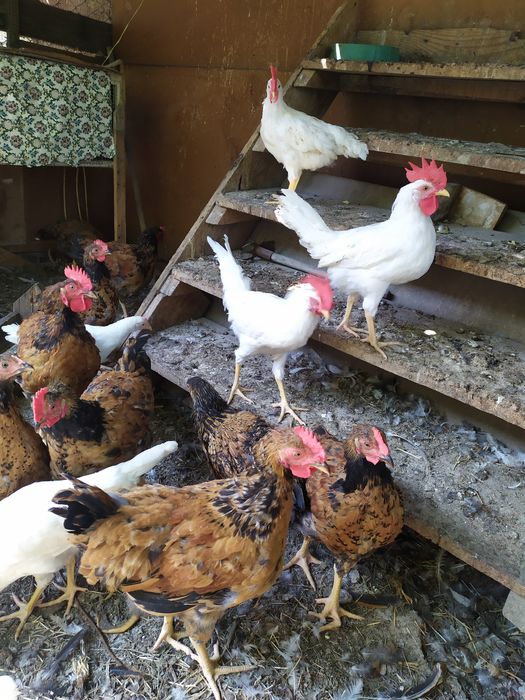 Цыплята петушки племенные