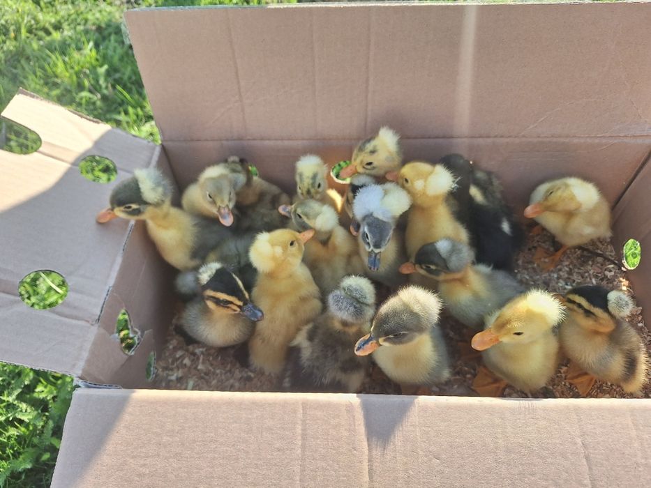 Vind rata cu mot 1 zi