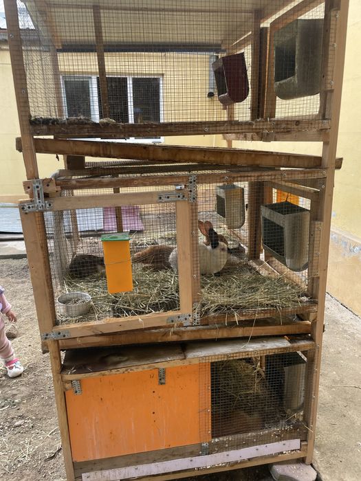 Quyon ini kaletka kafasa