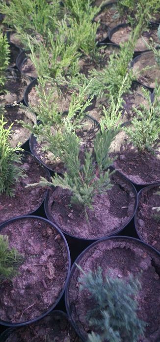 Гортензии в алмате от 2000тг