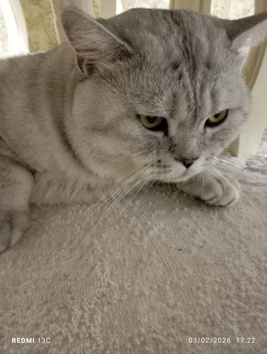 Britaniskiy shinshila sotiladi pasport bor emlangan