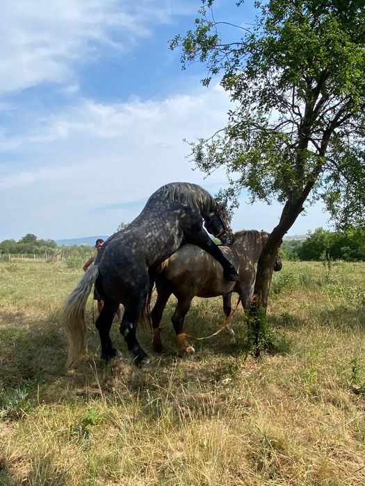 Iapa de 5 ani montata recent