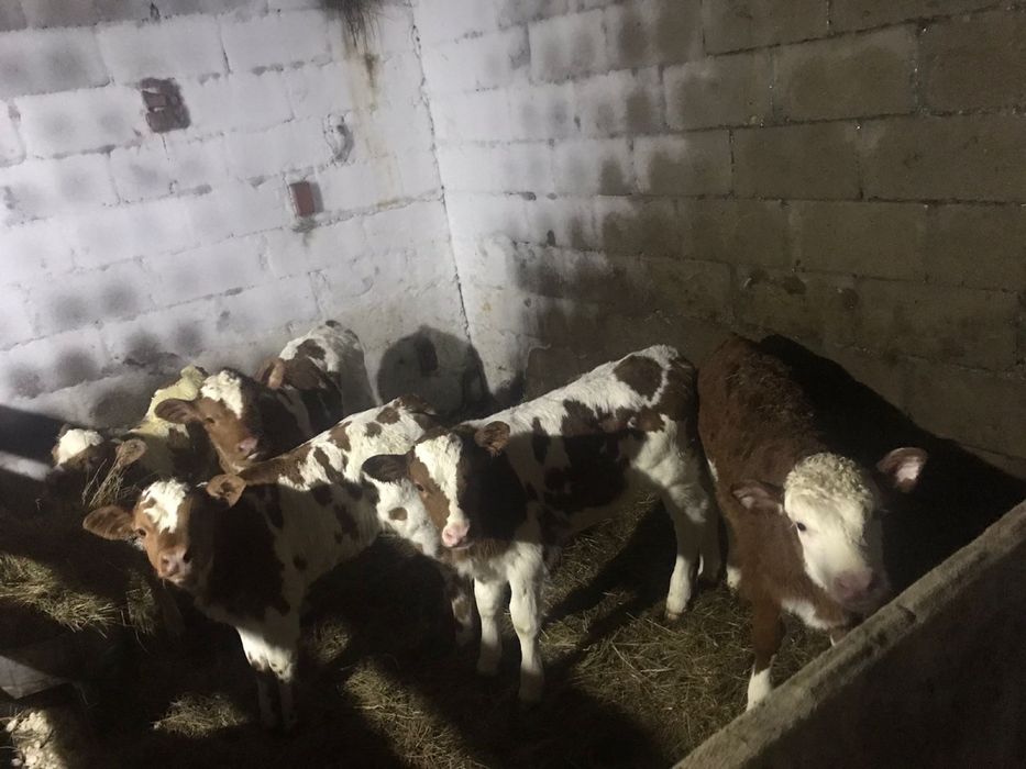 Продам четверых телят!