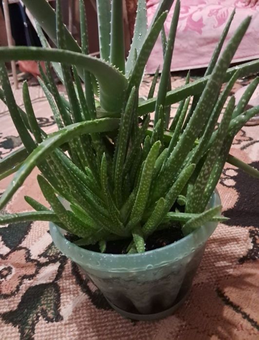 Продам алоэ вера