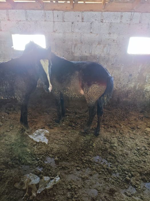 Семіз құнандар сатылады!!!