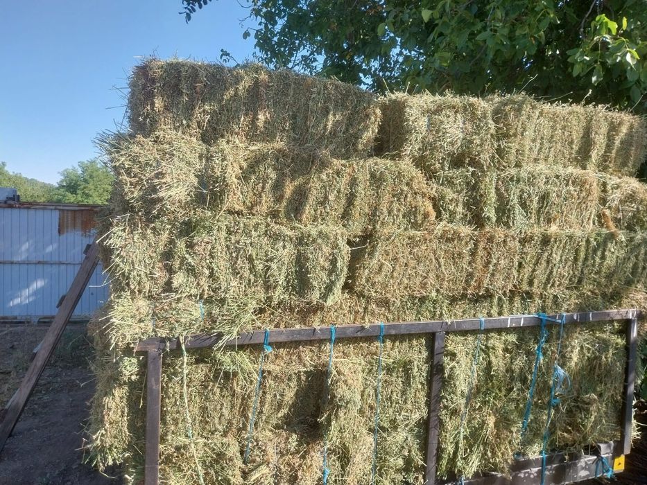 Baloti de lucernă de vânzare