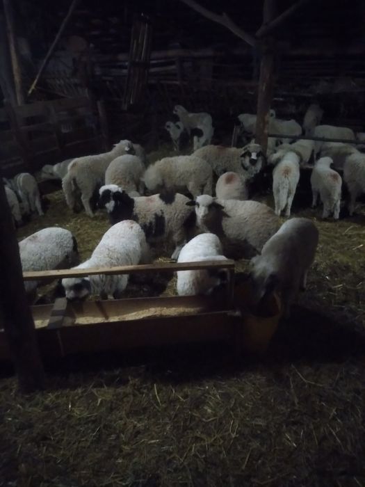 Miei de paşti de vânzare