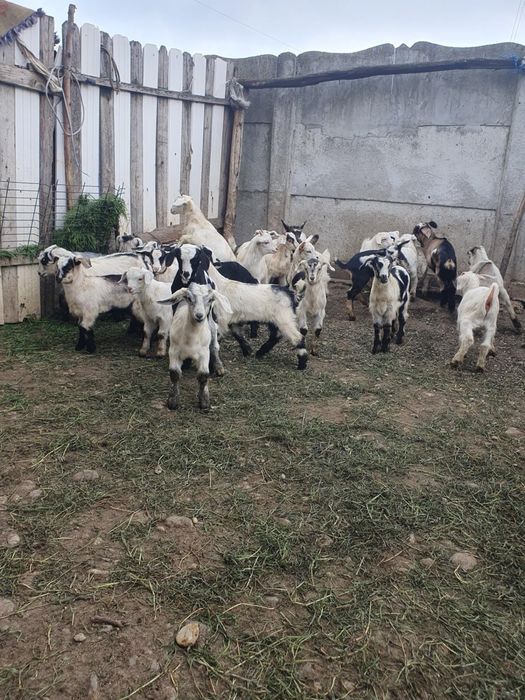 Iezi 50 de lei bucata