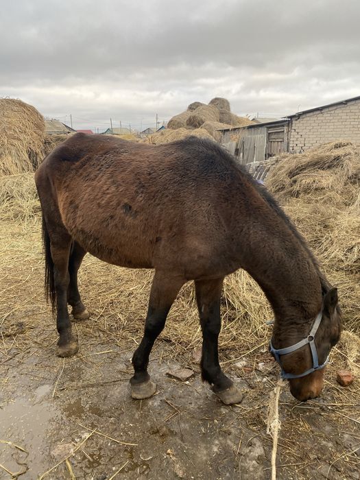 Продам лошадь 6 лет