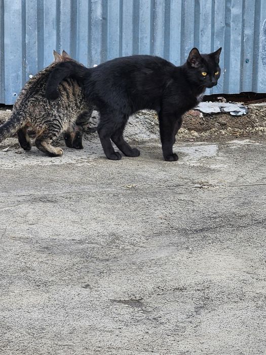 Отдам в хорошие руки.